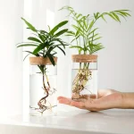 Oggetti Scientifici | Piante in provetta con radici visibili, decorazioni scientifiche e oggetti per appassionati di botanica e scienza.