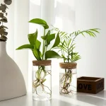 Piante in provette di vetro con radici visibili, decorazioni scientifiche eleganti per ambienti moderni e studi.