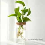 Pianta decorativa in vaso trasparente con radici visibili, ideale per decorazioni scientifiche e ambienti moderni.