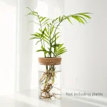 Pianta decorativa in acqua con radici visibili, senza piante, ideale come oggetto scientifico o decorativo per ambienti moderni.