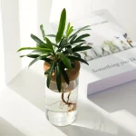Pianta verde in vaso trasparente con radici visibili in acqua, decorativa e naturale, ideale per ambienti interni e per aggiungere un tocco di freschezza alla casa o all'ufficio.