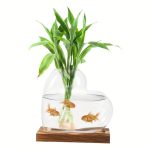 Pianta acquatica in acquario di vetro con pesci rossi, decorazione scientifica e decorativa per ambienti interni.